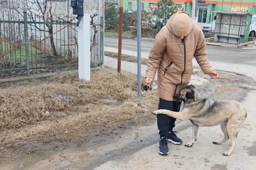 Einsamer Hund bettelt jeden um Liebe an: Was dann herauskommt, geht so vielen ans Herz