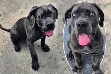 Cane-Corso-Welpe landete im Tierheim, jetzt sehnt sich Akay nach einer neuen Familie