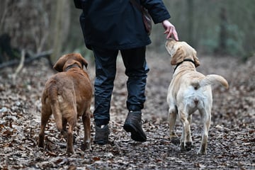 Leipzig: Leipziger Hundesteuer schlägt weiter Wellen: Bürger wehren sich mit Petition