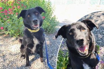 Border-Collie-Mix mit Köpfchen: Familie gibt sich geschlagen und sieht nur noch einen Ausweg