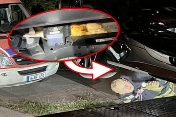 Nach Sprung aus sechstem Stock: Katze steckt unter Auto fest