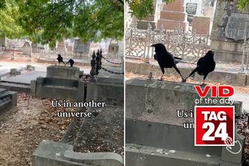 Viral Video of the Day for May 6, 2024: Emo crows take over cemetery in sweet video!