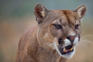 Grauenhafte Puma-Attacke: Großkatze fällt Kind (5) bei Picknick an