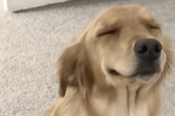 Golden Retriever wird erwischt: Seine Reaktion lässt Millionen herzlich lachen
