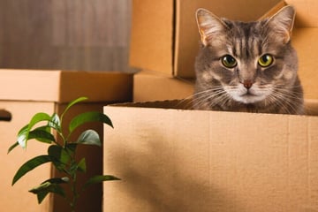 Why is my cat hiding? How to lure a cat out from its hiding place