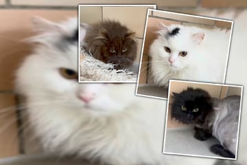 Wegen schlechter Haltung beschlagnahmt: Acht flauschige Fellknäuel wagen den Neustart