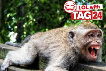 Joke of the Day for May 11, 2025: The best animal jokes for Sunday Funday