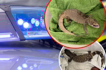 Gift-Exoten als Nachbarn: Schlangen, Kobra und Waran aus Privatwohnung in Stuttgart geholt