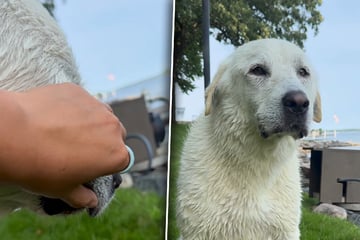 Hund scheint sich unwohl zu fühlen: Als Besitzerin Maul prüft, macht sie große Augen