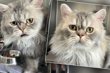 Freundlich und total verschmust: Hübsche Perserkatze sucht neue Besitzer