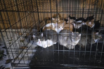 Bei Eiseskälte: Tierbesitzer setzt Kätzchen mitten im Schnee aus