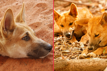 Do dingoes eat babies? The story behind "A dingo ate my baby"