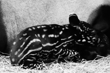 Tragischer Tod im Leipziger Zoo: Jungtier musste eingeschläfert werden