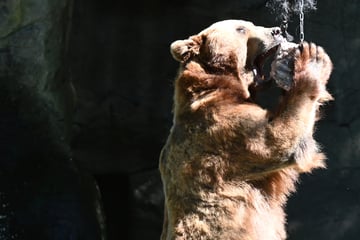 Tierpark Hagenbeck: So schützen Pfleger ihre Zoo-Bewohner vor der Hitze