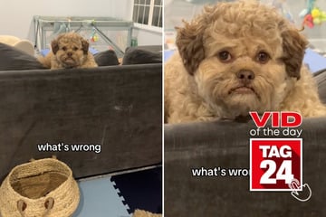 Viral Video of the Day for August 15, 2025: Dog's human-like face has TikTok freaking out!