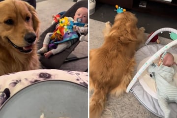 Baby erhält neues Spielzeug: Was Golden Retriever dann tut, amüsiert so viele