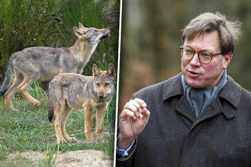 Sachsens Umweltminister will Jagd auf Wölfe vereinfachen