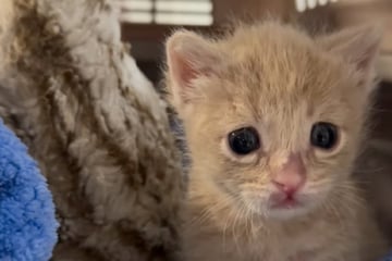 Babykatze kommt ganz allein zu Pflegemama: Was die Frau dann beobachtet, lässt sie dahinschmelzen