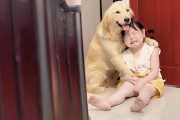 Mutter schimpft kleines Mädchen aus: Was Golden Retriever dann tut, lässt Herzen schmelzen