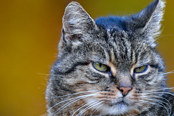 Wieder Katzenschwanz verstümmelt: Treibt ein Serientäter sein Unwesen im Ländle?