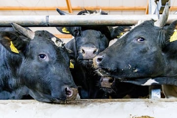 Shamonda-Virus trifft Hunderte Tiere im Südwesten: Besteht Gefahr für den Menschen?