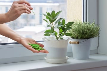 Ist es sinnvoll, Zimmerpflanzen im Winter zu düngen?