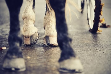 Fahrradfahrerin sorgt für Unfall mit Pferdekutsche: Polizei sucht Zeugen