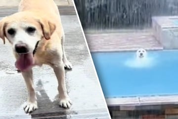 Dog brothers have very different rainy-day activities in hilarious video!