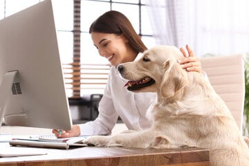 Hunderassen für Berufstätige: So klappt's mit Hund trotz Arbeit