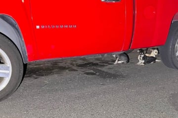 Als Frau sieht, was diesen Hunden passiert ist, bricht ihr Herz