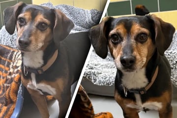 Besitzer wollen Dackel-Mix loswerden: Tierretter haben üble Vermutung