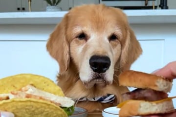 Golden Retriever bekommt verschiedenes Essen angeboten: Dann werden Lachmuskeln strapaziert