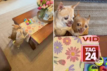 Viral Video of the Day for April 7, 2026: Two chihuahuas lose their minds over new toy pack in hilarious TikTok