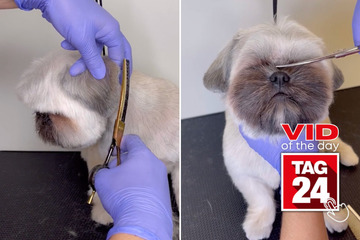 viral videos: Viral Video of the Day for April 24, 2024: Pup acts like "distinguished gentleman" at groomers!