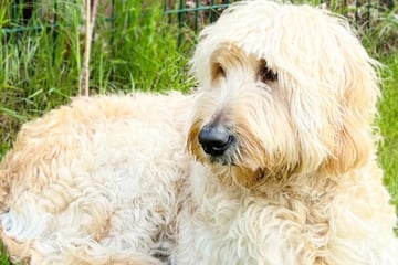 Labradoodle-Hündin Djaika wünscht sich Nähe - aber auf ihre eigene Weise