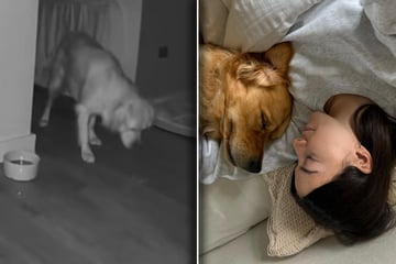 Golden Retriever hat "Unfall" in der Nacht: Was er dann tut, bricht Frauchen das Herz