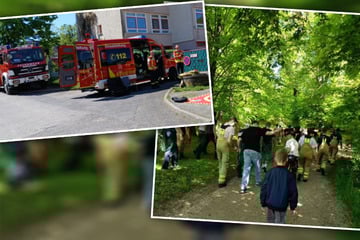 Wilde Rettungsaktion in Sachsen: Hirsche brechen aus Gehege aus