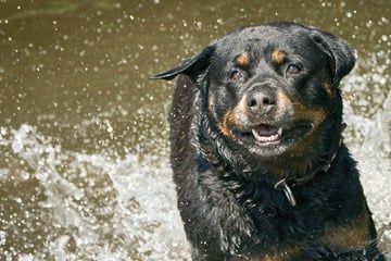 Drama beim Gassigehen! 19-Jährige von Rottweiler angegriffen