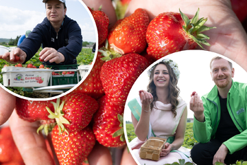 Start der Erdbeeer-Saison in Sachsen: Süße Früchtchen reifen gut!