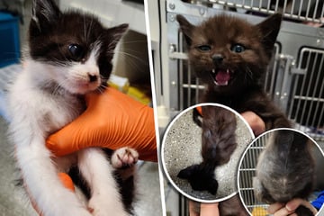 Tierarzt kämpft ums Überleben von sechs kranken Kitten, dann folgt der nächste Schock