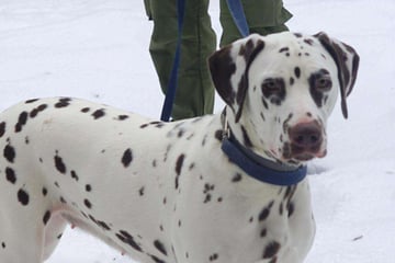 Keiner vermisst Dalli: Wer schenkt dem jungen Hund ein Zuhause?