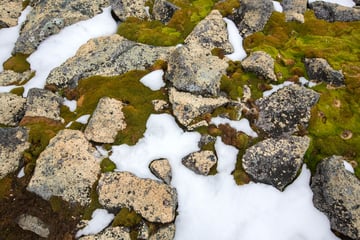 Scientists sound climate alarm as Antarctica turns green