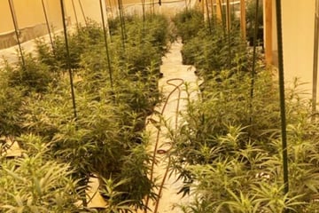 Riesige Cannabis-Plantage in leer stehendem Haus: Polizei fahndet nach weißem Mercedes-Sprinter