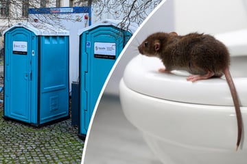 Toiletten im Ministerium wegen Ratten gesperrt: Beamte müssen jetzt aufs Dixie-Klo