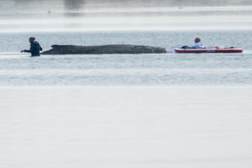 Hoffnung für gestrandeten Timmy: Wal sendet positive Signale, aber Rettung erst morgen