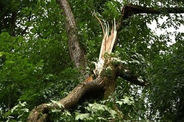 Berlin: Nach heftigem Unwetter über Berlin: Tegeler Forst bleibt wegen Lebensgefahr dicht