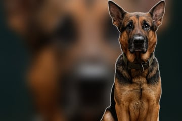 Lady hat kein einfaches Schicksal: Darum sucht die treue Schäferhündin ganz spezielle Menschen