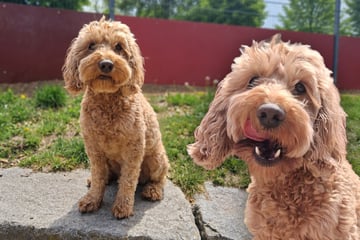 Cockapoo sieht supersüß aus, doch genau das ist sein Problem