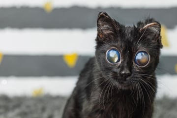 Retter nehmen neue Katze auf: Doch dann wundern sie sich immer mehr
