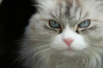 Nach dem Tod ihres Frauchens: Wer erfüllt Ragdoll-Katzendame Engelchen ihren letzten Wunsch?